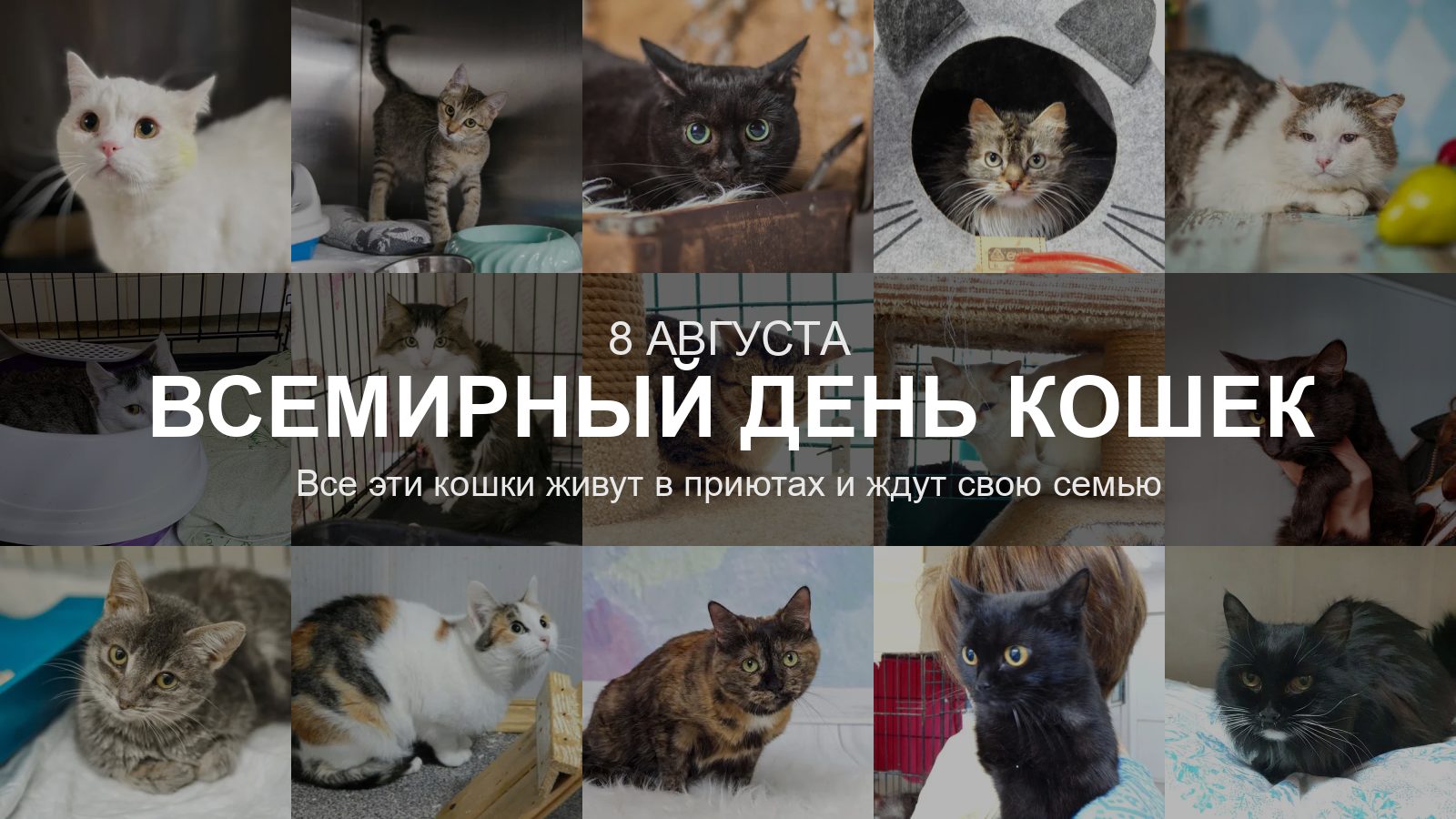 Коллаж из фотографий кошек из приютов