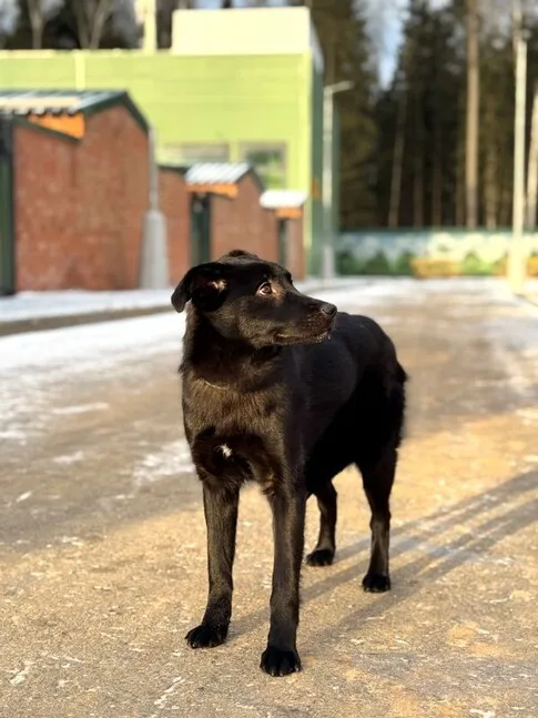 Собака Асти, сука, Приют Малинки (Кожухово), Москва. Фото 4 из 20.