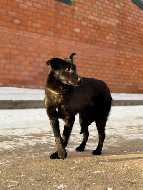 Собака Асти, сука, Приют Малинки (Кожухово), Москва. Фото 10 из 20.