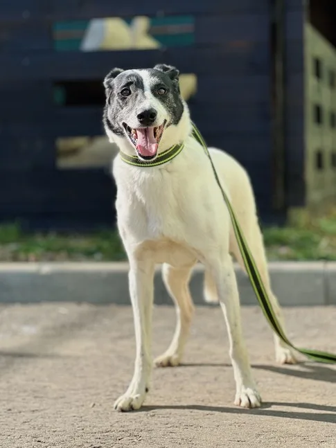 Собака Аглая, сука, Приют Малинки (Кожухово), Москва. Фото 12 из 16.