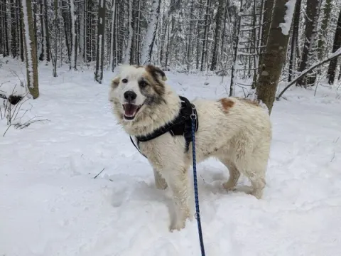 Клаус — собака, Москва