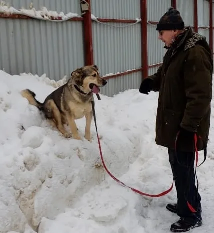 Собака Серж, кобель, Приют Малинки (Кожухово), Москва. Фото 10 из 14.