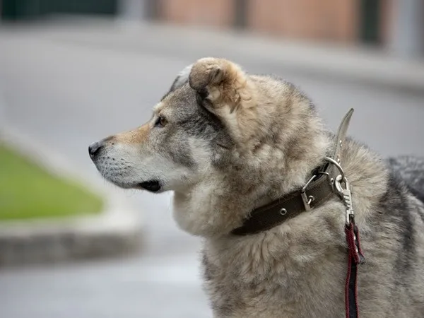 Собака Крузо, кобель, Приют Малинки (Кожухово), Москва. Фото 5 из 16.