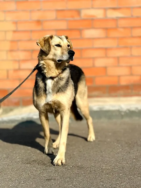 Собака Марио, кобель, Приют Малинки (Кожухово), Москва. Фото 2 из 17.