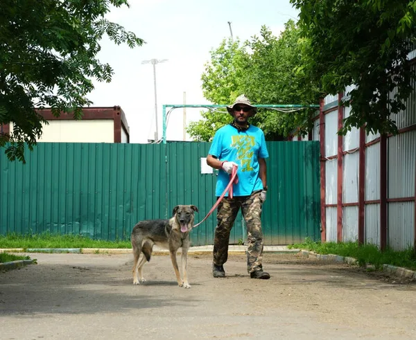 Собака Таро, сука, Приют Малинки (Кожухово), Москва. Фото 6 из 13.