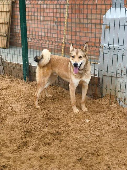 Собака Том Босс, кобель, Приют Малинки (Кожухово), Москва. Фото 19 из 20.