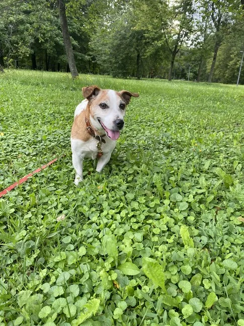 Собака Ричи, кобель, Приют Малинки (Кожухово), Москва. Фото 7 из 7.