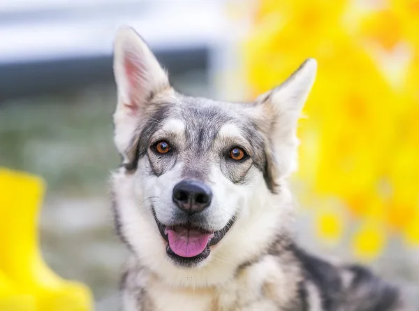 Собака Харма, сука, Приют Малинки (Кожухово), Москва. Фото 1 из 13.
