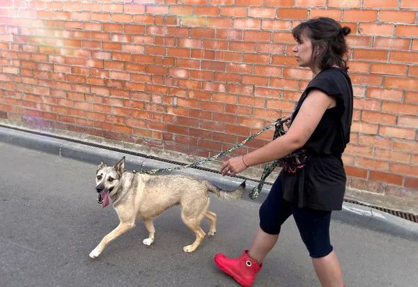 Собака Лама, сука, Приют Малинки (Кожухово), Москва. Фото 16 из 17.