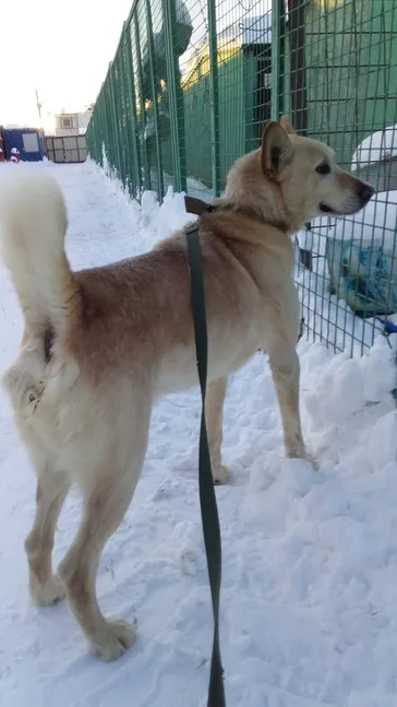 Собака Данила, кобель, Приют Малинки (Кожухово), Москва. Фото 5 из 8.