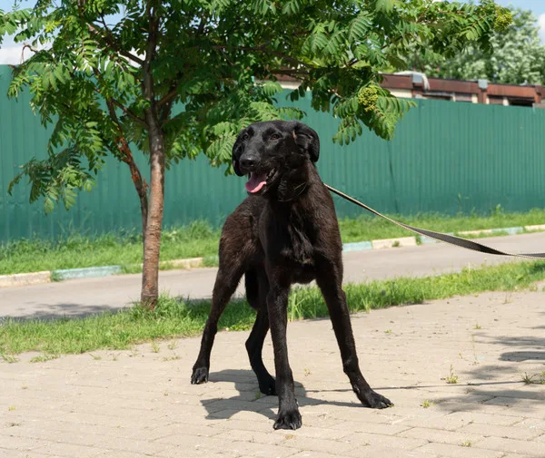 Собака Франческа, сука, Приют Малинки (Кожухово), Москва. Фото 6 из 12.