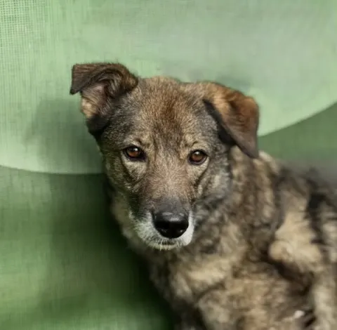 Затея — собака Около 6 лет, Москва