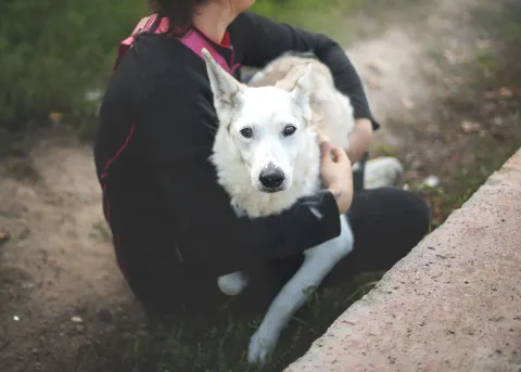 Холи — собака Около 6 лет, Москва