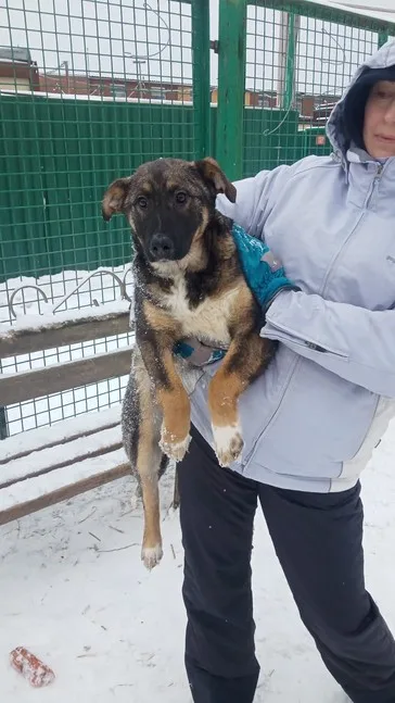 Собака Айми, сука, Приют Малинки (Кожухово), Москва. Фото 7 из 7.