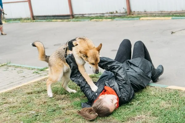 Собака Паша, кобель, Приют Малинки (Кожухово), Москва. Фото 8 из 8.