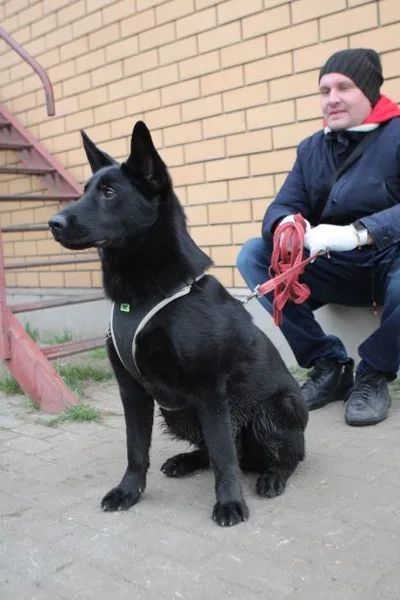 Собака Кит, кобель, Приют Малинки (Кожухово), Москва. Фото 7 из 10.