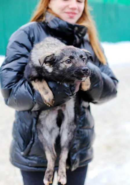 Собака Милли, сука, Приют Малинки (Кожухово), Москва. Фото 3 из 9.