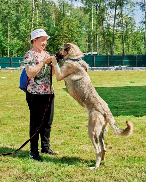 Собака Скай, кобель, Приют Малинки (Кожухово), Москва. Фото 16 из 20.