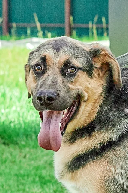 Собака Боцман, кобель, Приют Малинки (Кожухово), Москва. Фото 3 из 20.