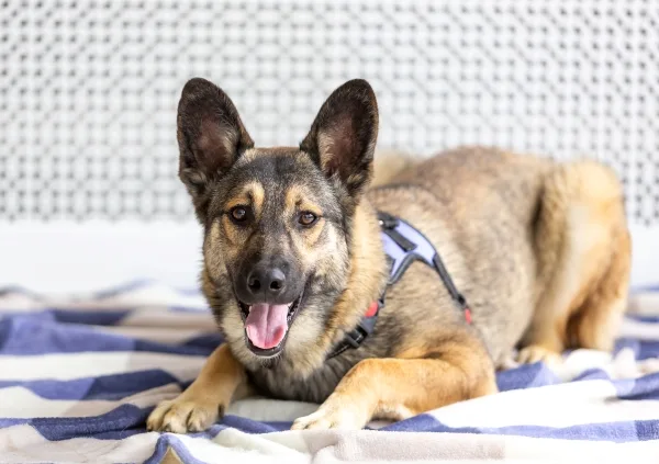 Собака Букка, кобель, Приют Малинки (Кожухово), Москва. Фото 7 из 10.