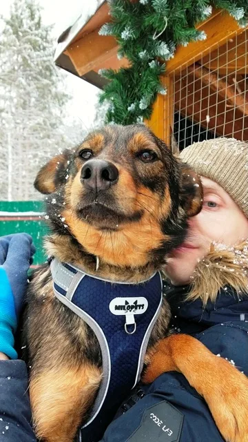Собака Джесси, сука, Приют Малинки (Кожухово), Москва. Фото 5 из 18.
