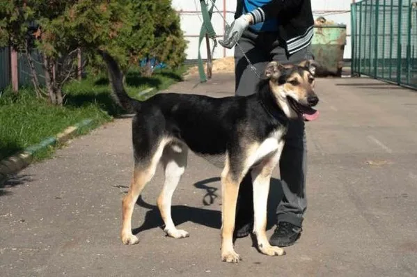 Собака Лукас Лося, кобель, Приют Малинки (Кожухово), Москва. Фото 3 из 20.