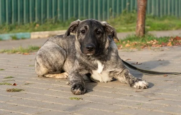 Собака Сет, кобель, Приют Малинки (Кожухово), Москва. Фото 18 из 20.