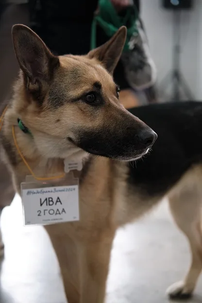 Собака Ива, сука, Приют Малинки (Кожухово), Москва. Фото 16 из 20.