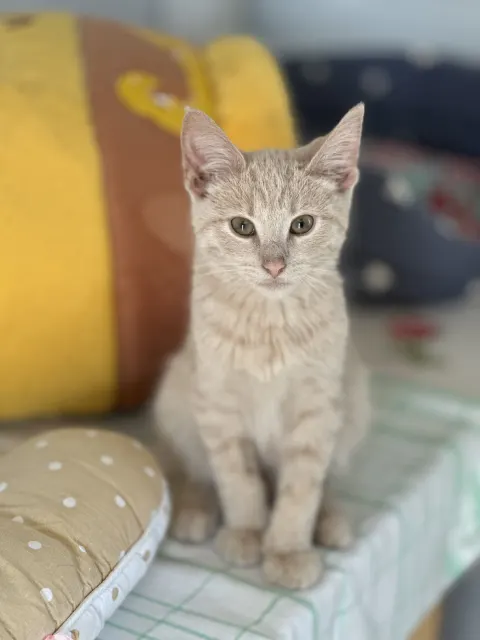 Котята — котёнок 4 месяца, Москва