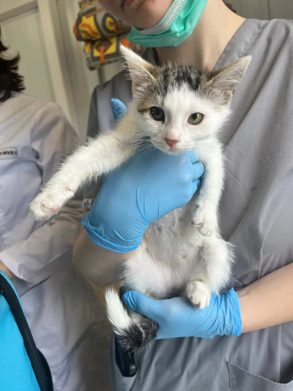 Котенок Котята, кот, Приют Бирюлево, Москва. Фото 4 из 11.