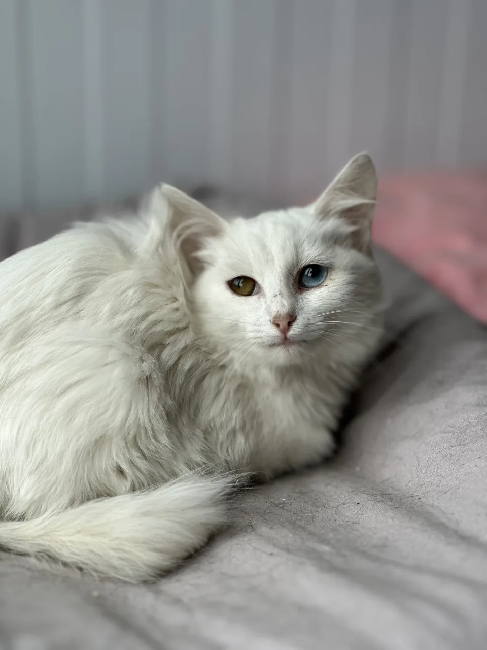 Котенок Котята, кот, Приют Бирюлево, Москва. Фото 6 из 11.