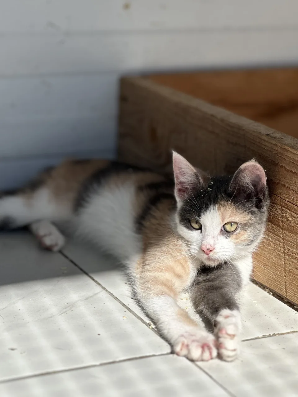 Котенок Котята, кот, Приют Бирюлево, Москва. Фото 7 из 11.