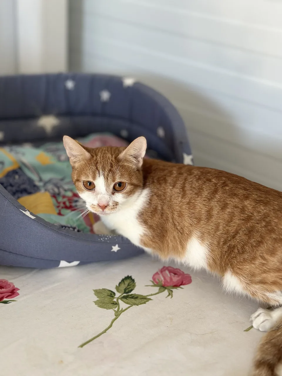Котенок Котята, кот, Приют Бирюлево, Москва. Фото 8 из 11.