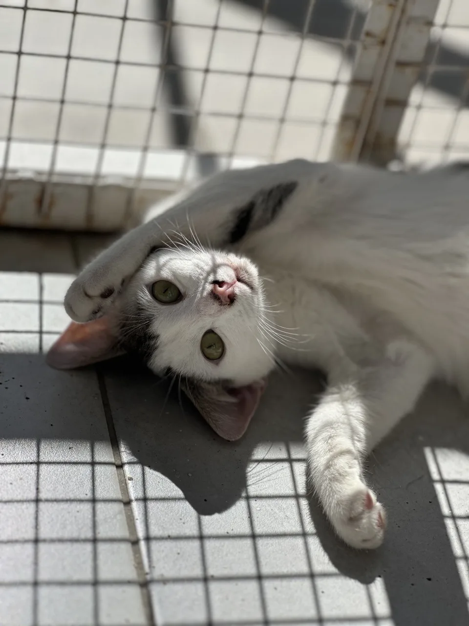 Котенок Котята, кот, Приют Бирюлево, Москва. Фото 10 из 11.