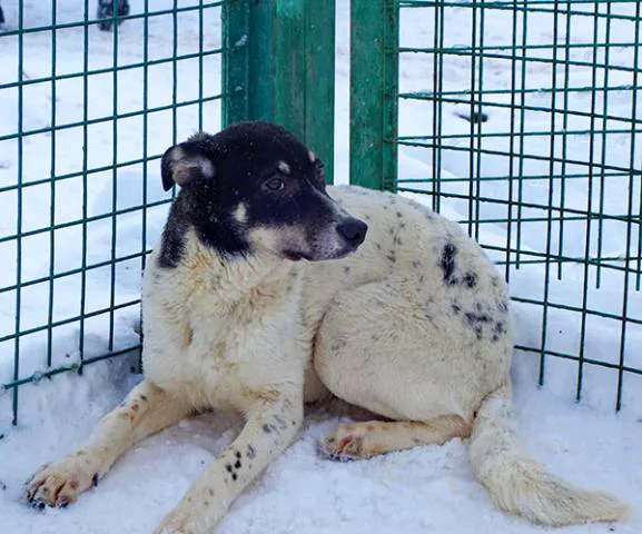 Собака Пьеро, кобель, Приют Малинки (Кожухово), Москва. Фото 4 из 17.