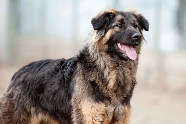 Собака Барса, сука, Приют Малинки (Кожухово), Москва. Фото 1 из 11.