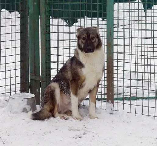 Собака Клаус, кобель, Приют Малинки (Кожухово), Москва. Фото 11 из 14.