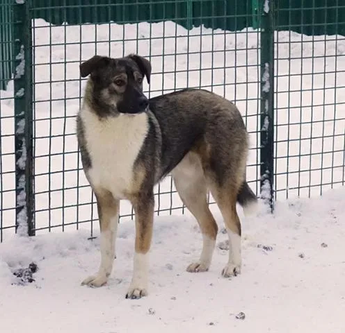 Собака Клаус, кобель, Приют Малинки (Кожухово), Москва. Фото 12 из 14.