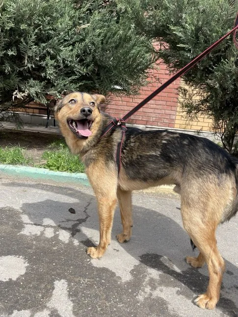 Собака Патрик, кобель, Приют Малинки (Кожухово), Москва. Фото 4 из 11.