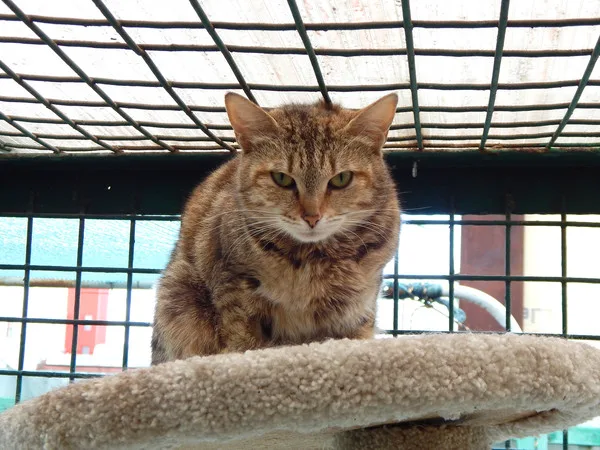 Кошка Юнна, кошка, Приют Малинки (Кожухово), Москва. Фото 2 из 11.
