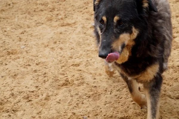 Собака Шеф, кобель, Приют Малинки (Кожухово), Москва. Фото 19 из 20.
