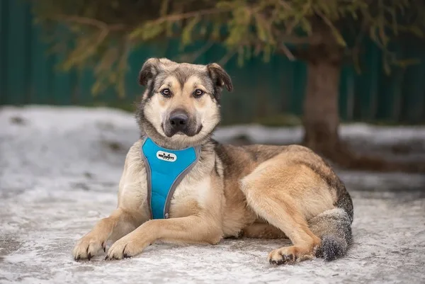 Собака Зевс, кобель, Приют Малинки (Кожухово), Москва. Фото 5 из 16.