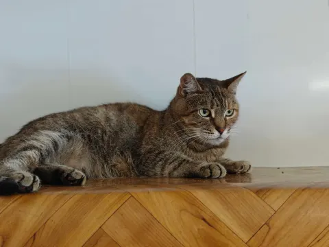 Адель — кошка, Москва