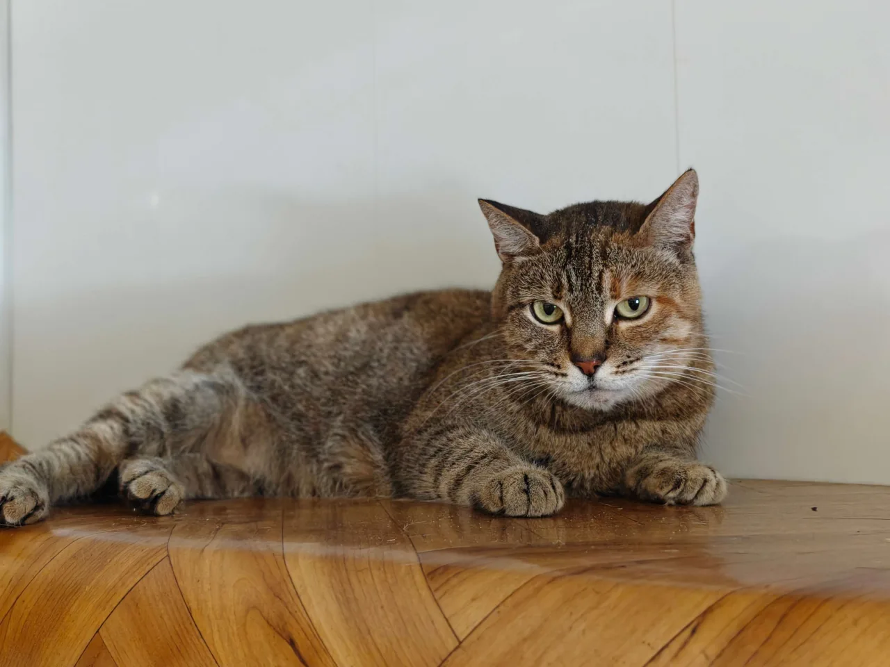 Кошка Адель, кошка, Приют Бирюлево, Москва. Фото 6 из 8.