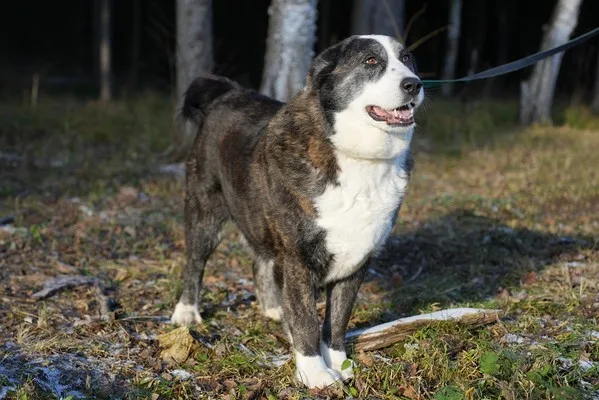 Собака Айза, сука, Приют Малинки (Кожухово), Москва. Фото 15 из 15.