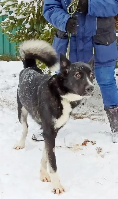 Собака Вальтер, кобель, Приют Малинки (Кожухово), Москва. Фото 16 из 20.