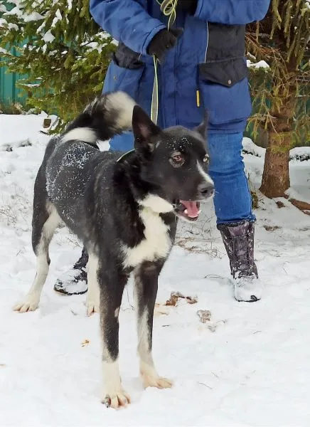 Собака Вальтер, кобель, Приют Малинки (Кожухово), Москва. Фото 17 из 20.