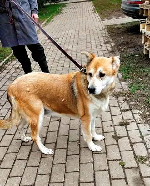 Кора — собака, Москва
