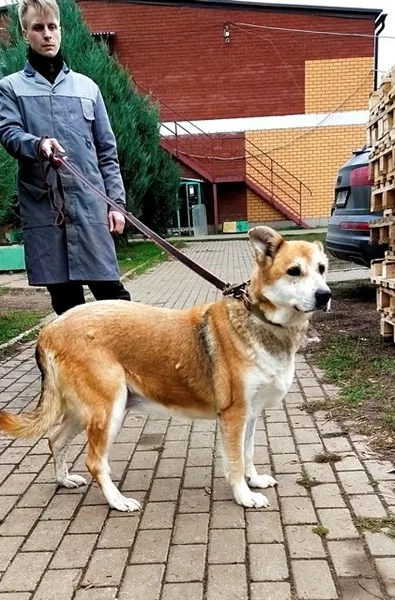 Собака Кора, сука, Приют Малинки (Кожухово), Москва. Фото 2 из 6.