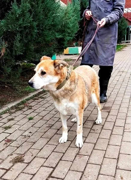 Собака Кора, сука, Приют Малинки (Кожухово), Москва. Фото 3 из 6.